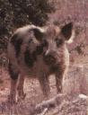 Photographie : cochon