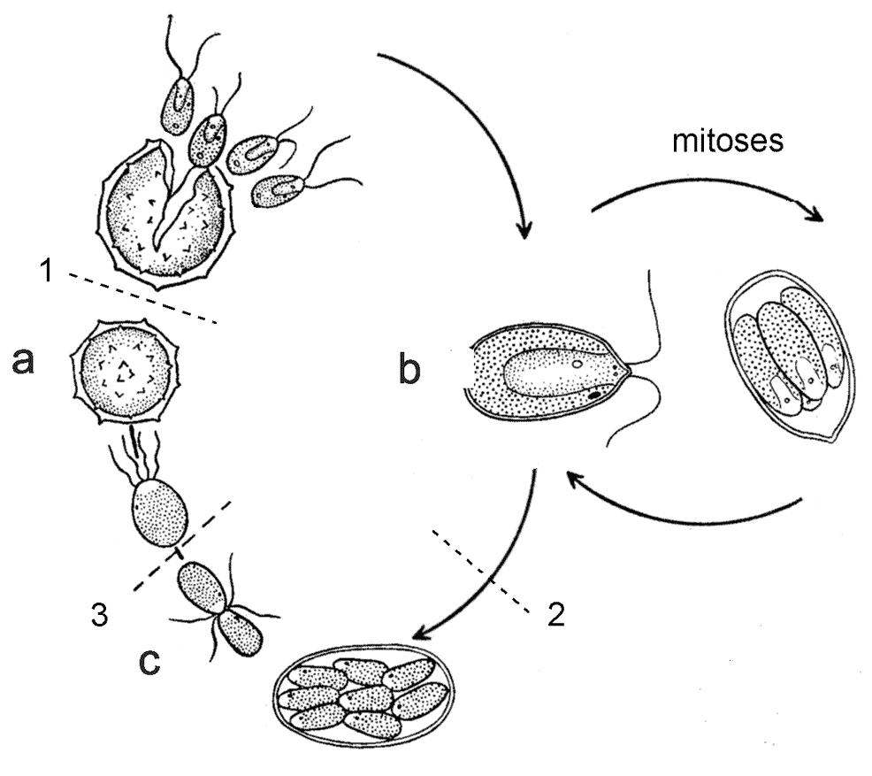 cycle de vie de la chlamydomonas