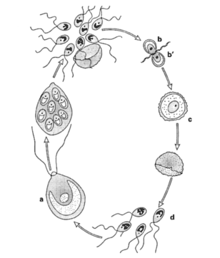 cycle de vie de la chlamydomonas